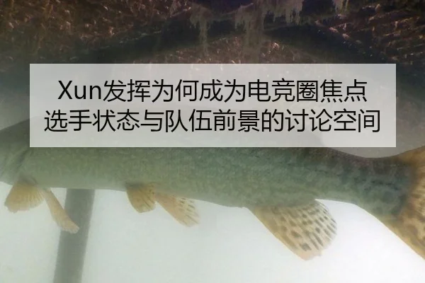 Xun发挥为何成为电竞圈焦点 选手状态与队伍前景的讨论空间